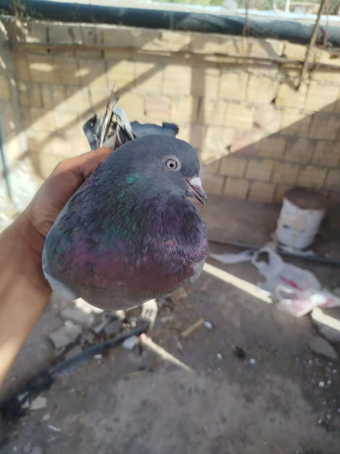 سبز ماده|پرنده|بم, |دیوار