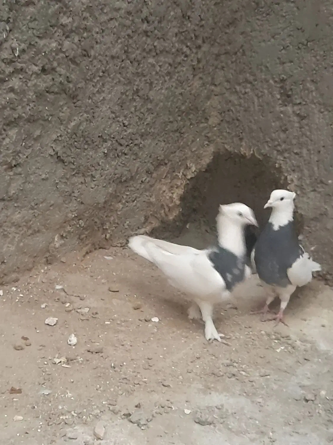 طوقی|پرنده|شهرضا, |دیوار