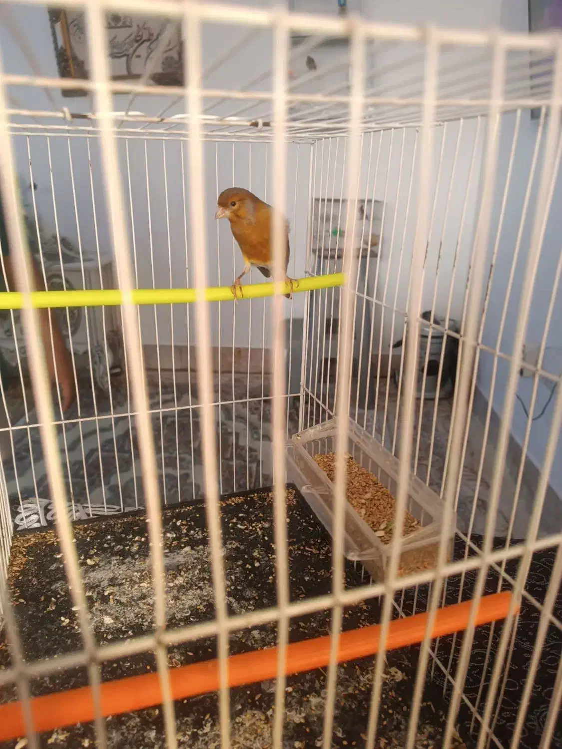 قناری دارچین و سهره چار گل|پرنده|مشهد, سجادیه|دیوار