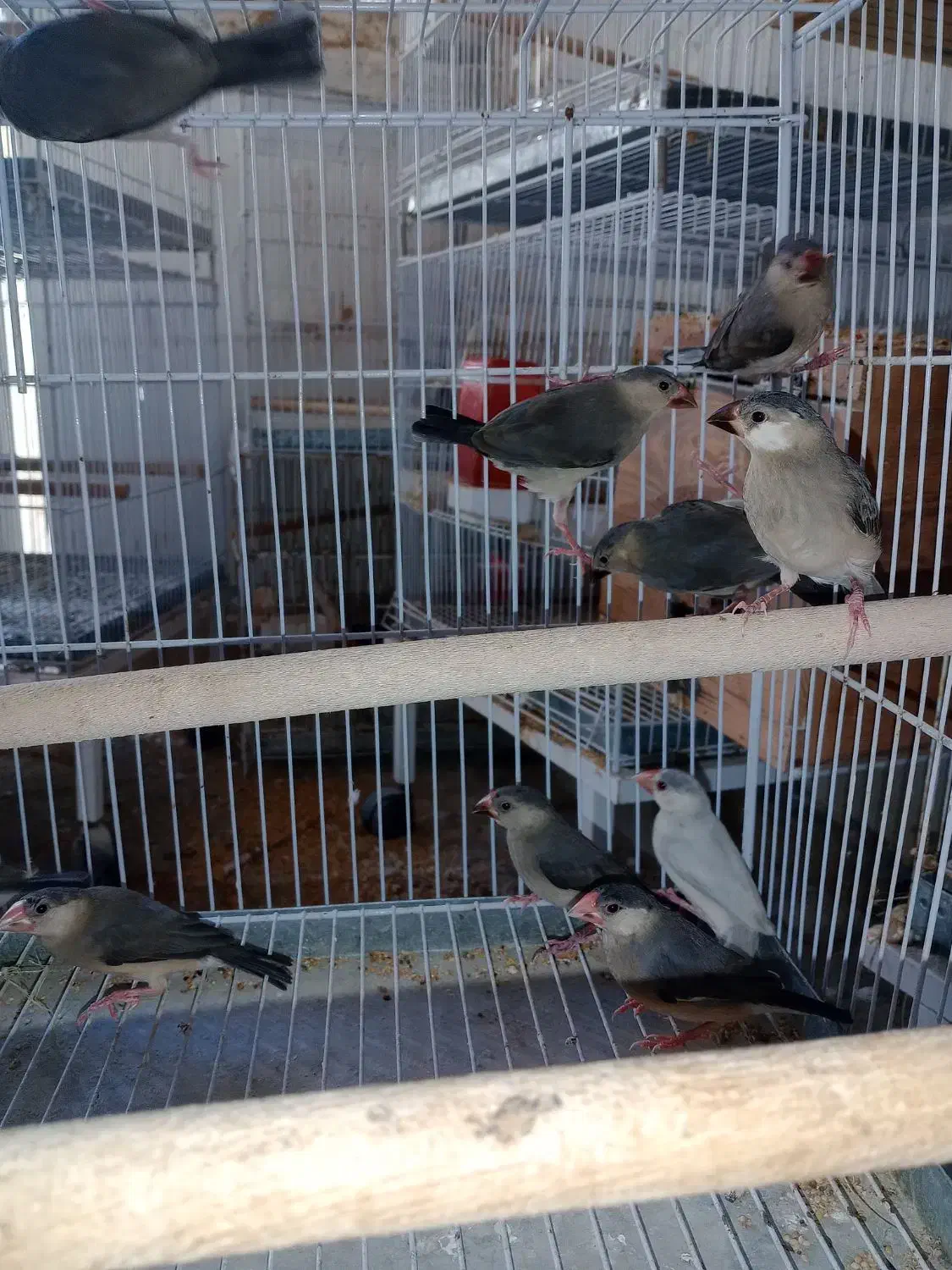 فنچ بلبلی|پرنده|جم, |دیوار