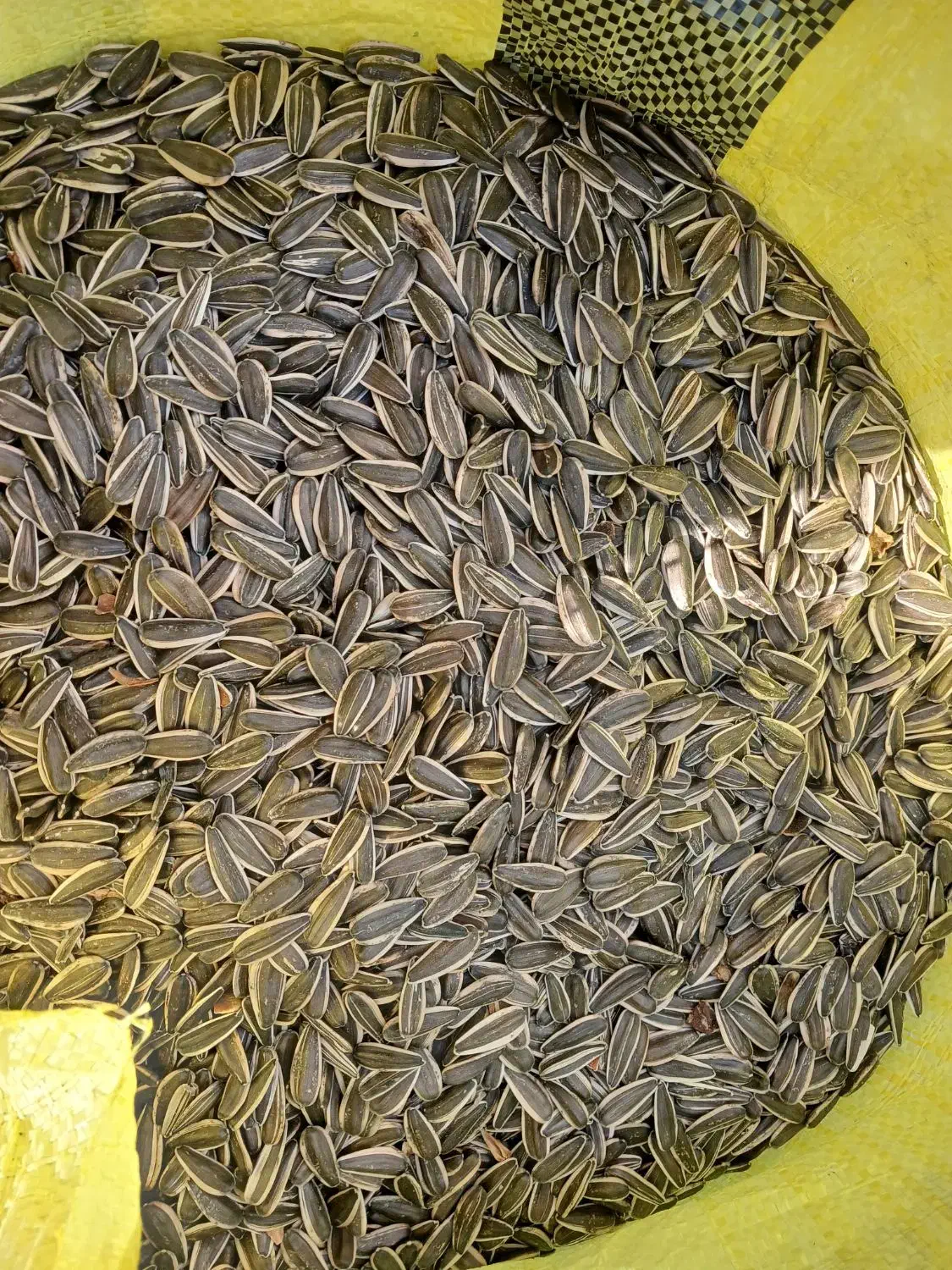 توم کانادایی|خوردنی و آشامیدنی|حسین آباد, |دیوار