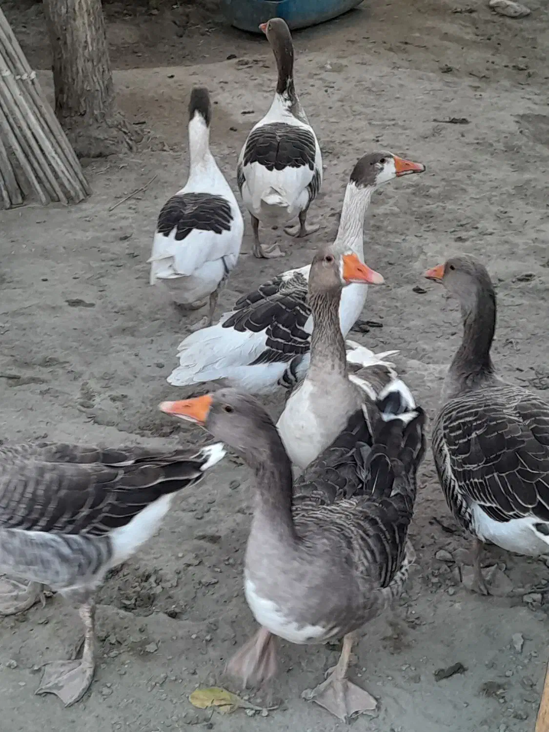 حیوانات درمزرعه|حیوانات مزرعه|میناب, |دیوار