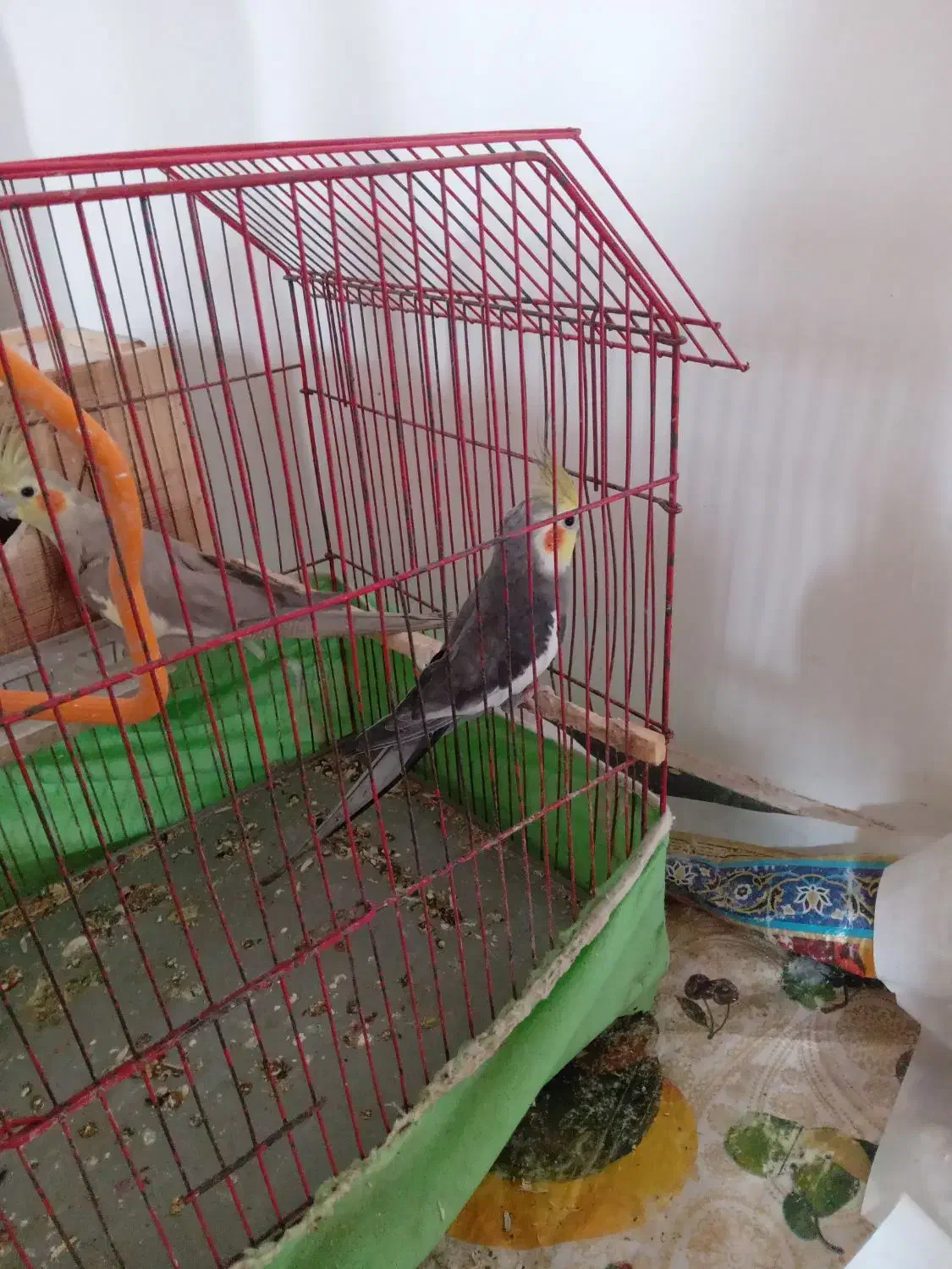 عروس هلندی|پرنده|رضوانشهر, |دیوار