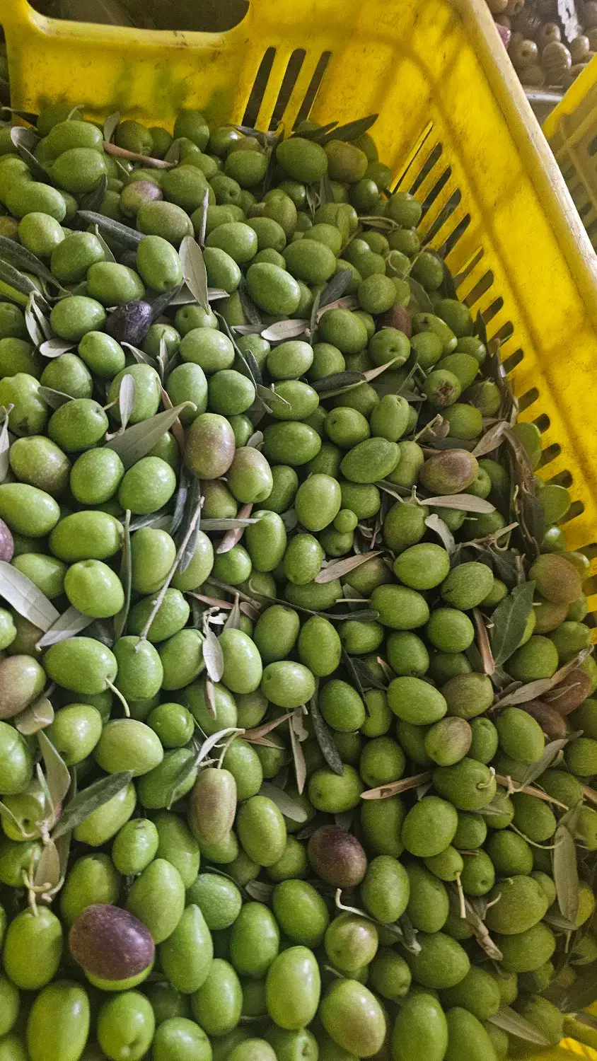 استخدام همکار خانوم جهت بسته بندی زیتون|استخدام بازاریابی و فروش|منجیل, |دیوار