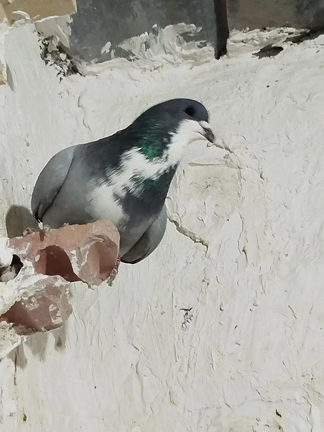 رسمی. شازده و..|پرنده|کرمان, |دیوار