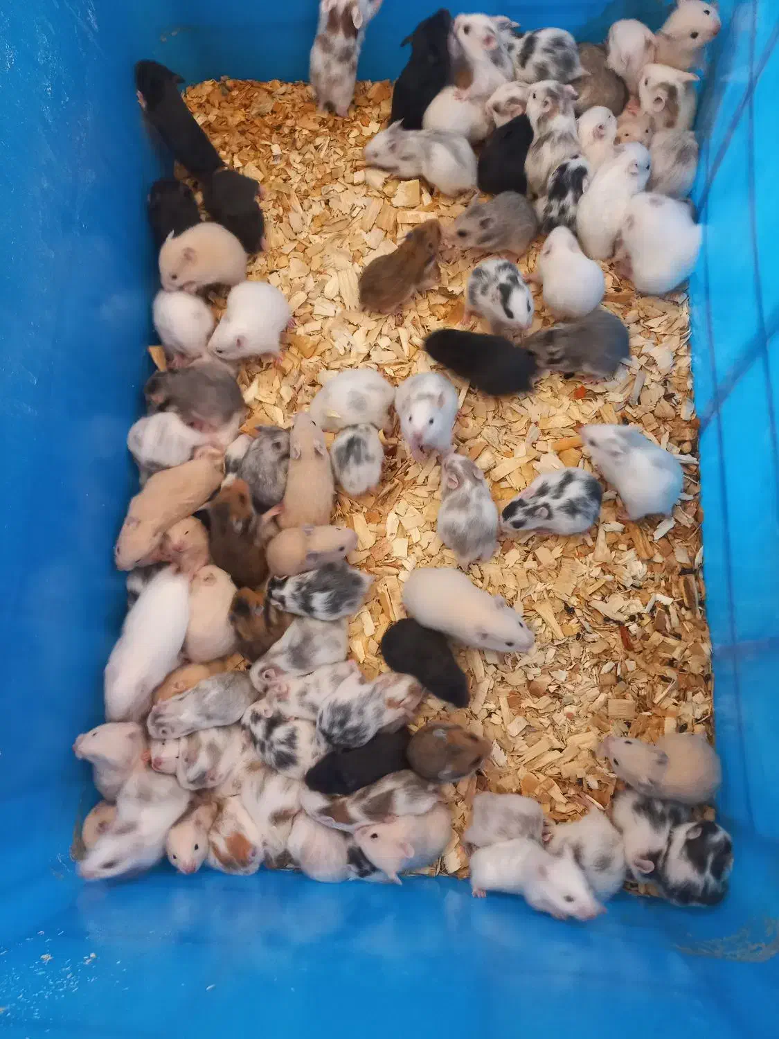 همستر|موش و خرگوش|شهریار, رزکان|دیوار