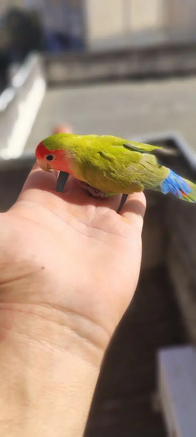 طوطی برزیلی رام رام نر مست|پرنده|رضوانشهر, |دیوار