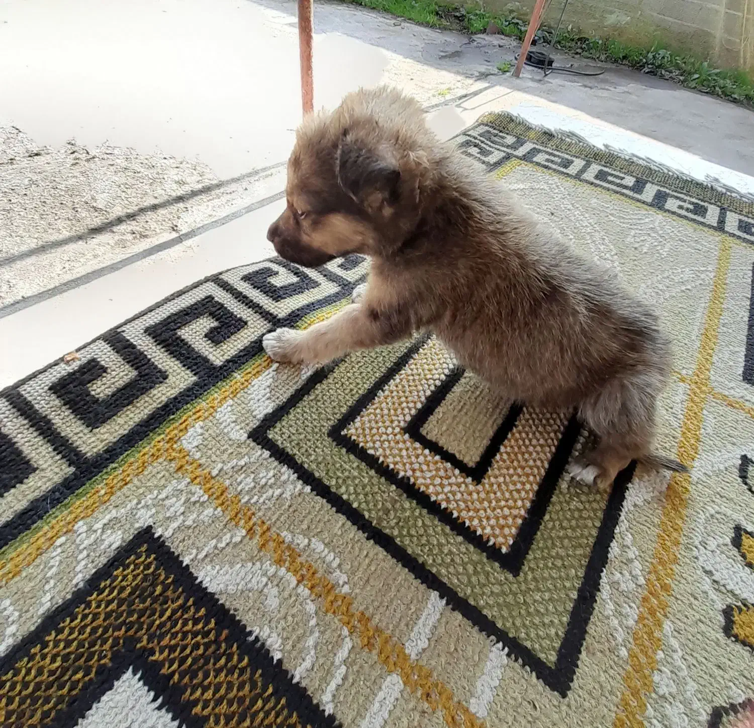 توله سگ|سگ|لاهیجان, بازکیاگوراب|دیوار