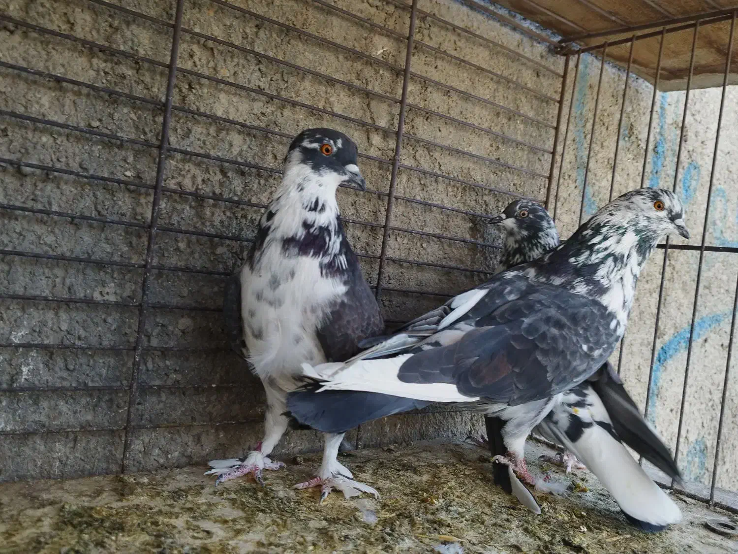 ستا قاره یک جفت کله دار گرگی|پرنده|هشتگرد, شهرک ریحانه|دیوار