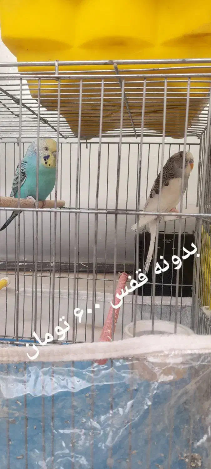 مرغ عشق|پرنده|سراب, |دیوار