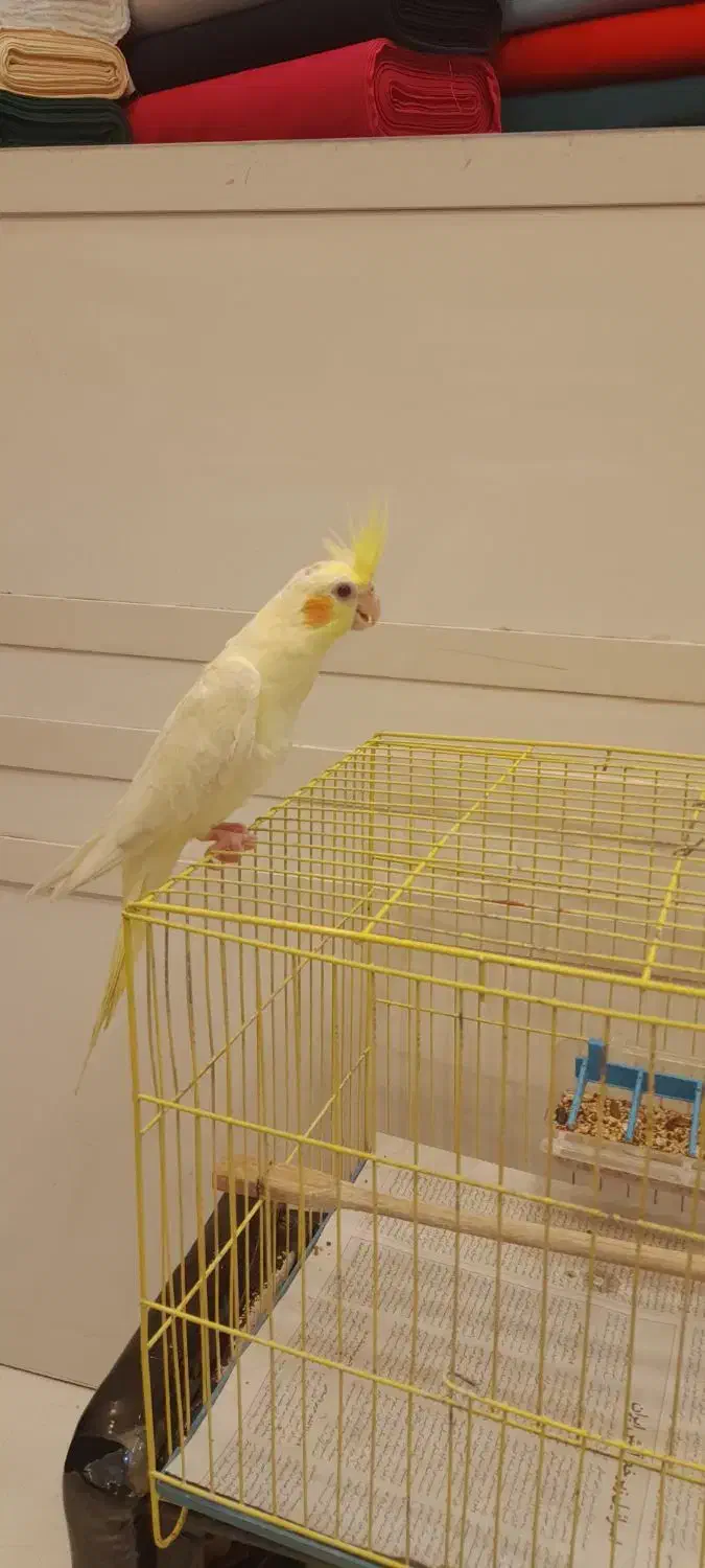 طوطی عروس|پرنده|رشت, بازار|دیوار