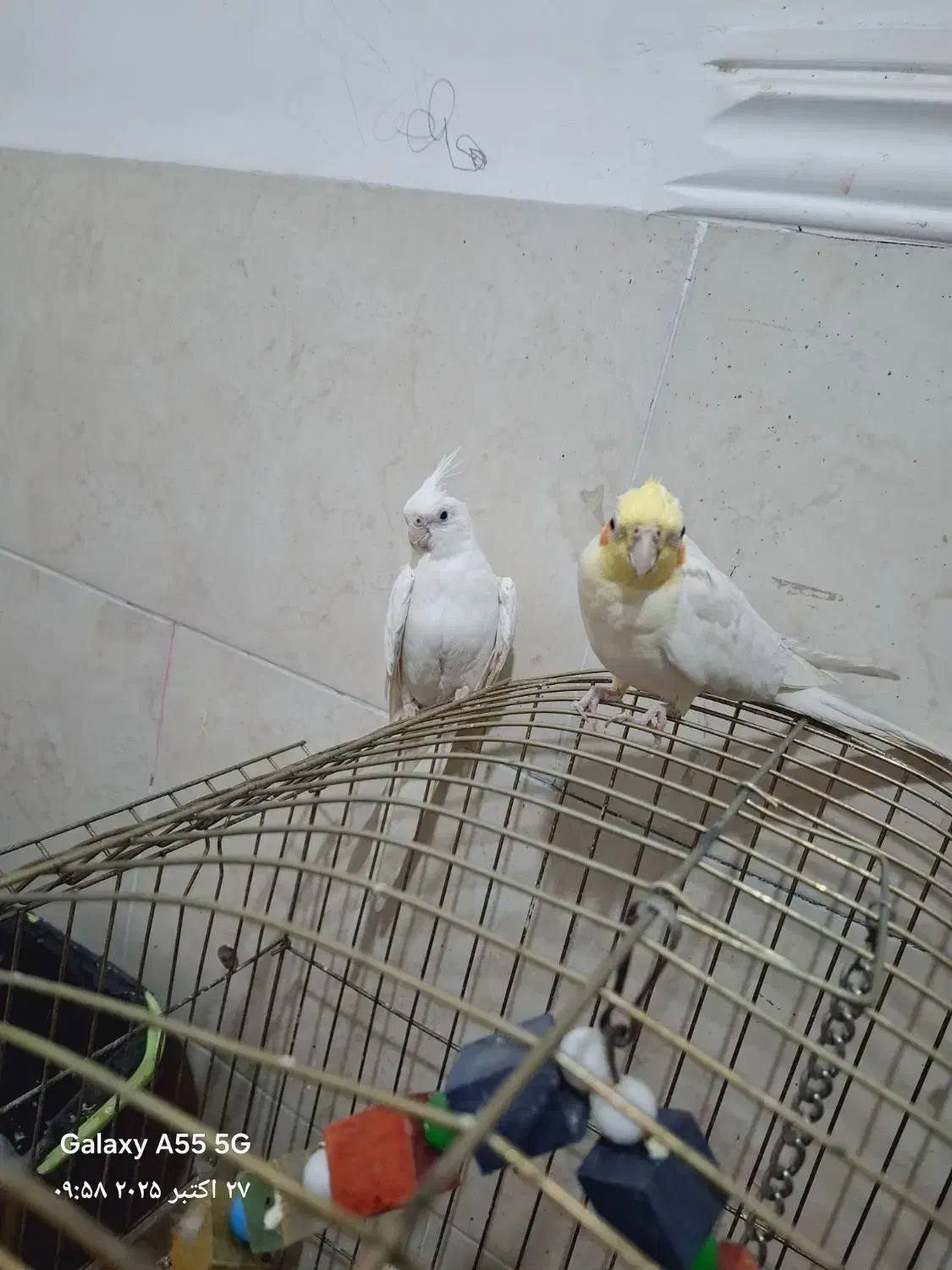 عروس هلندی نر و ماده|پرنده|آبپخش, |دیوار