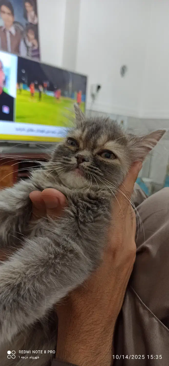 واگذاری گربه پرشین|گربه|سراوان, |دیوار