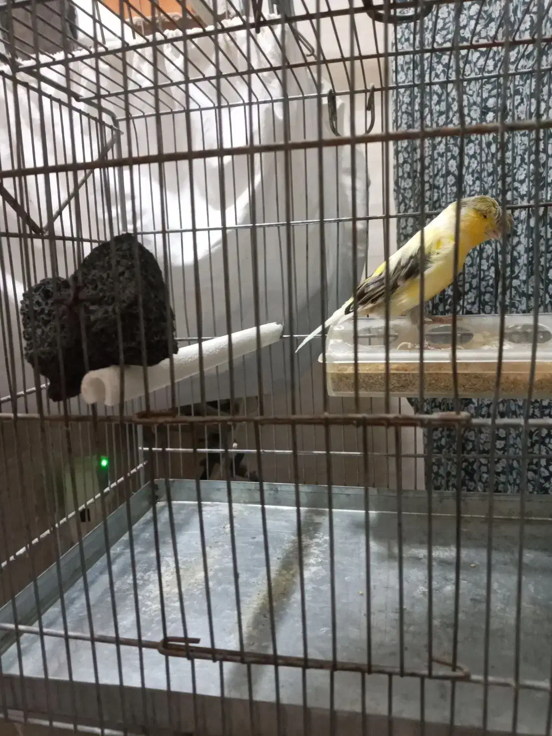 قناری ماده کاکولی|پرنده|پاکدشت, پاکدشت (مامازند)|دیوار