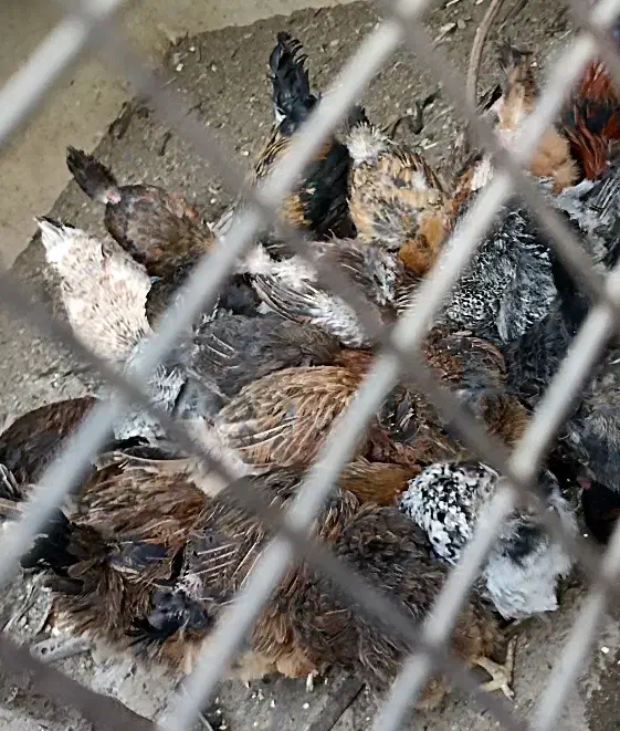 مرغ و خروس|حیوانات مزرعه|مشهد, ایثار|دیوار