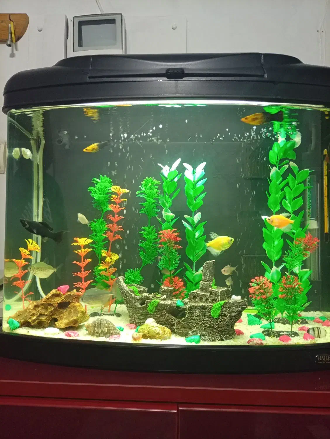 آکواریوم وماهی|ماهی|تهران, دروس|دیوار