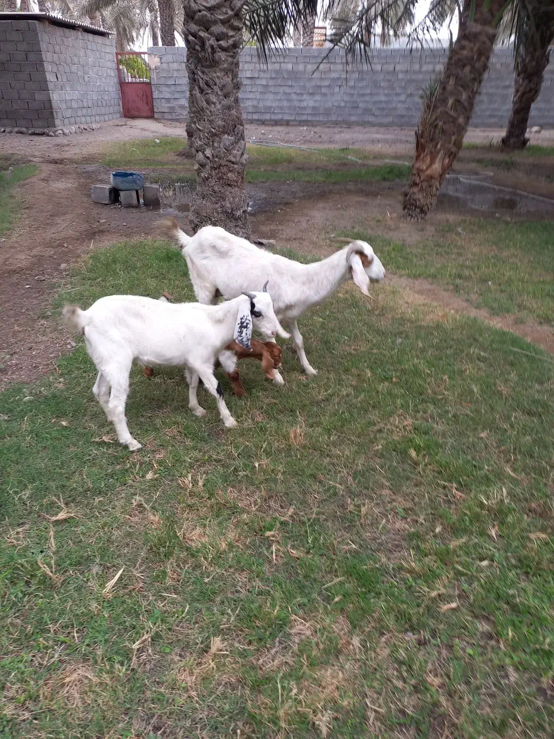 تالی پاکستانی|حیوانات مزرعه|بند زرک, |دیوار