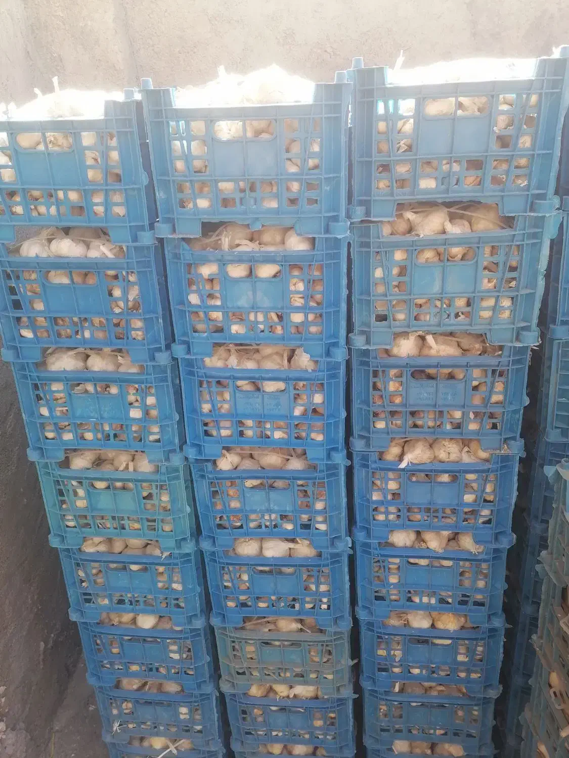 سیر سفید صادراتی|خوردنی و آشامیدنی|اهواز, کیانشهر|دیوار