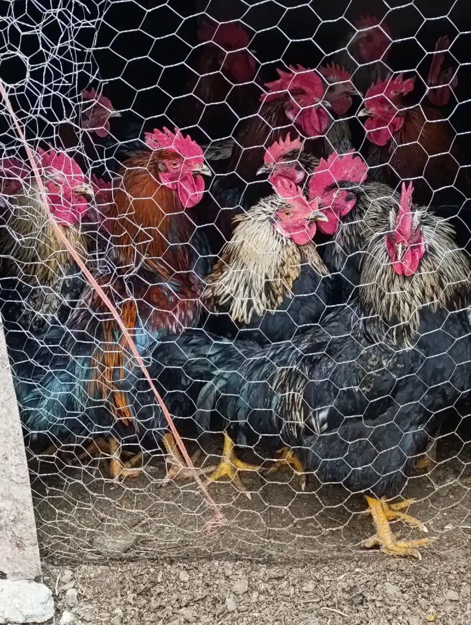 خروس|حیوانات مزرعه|کنگاور, |دیوار