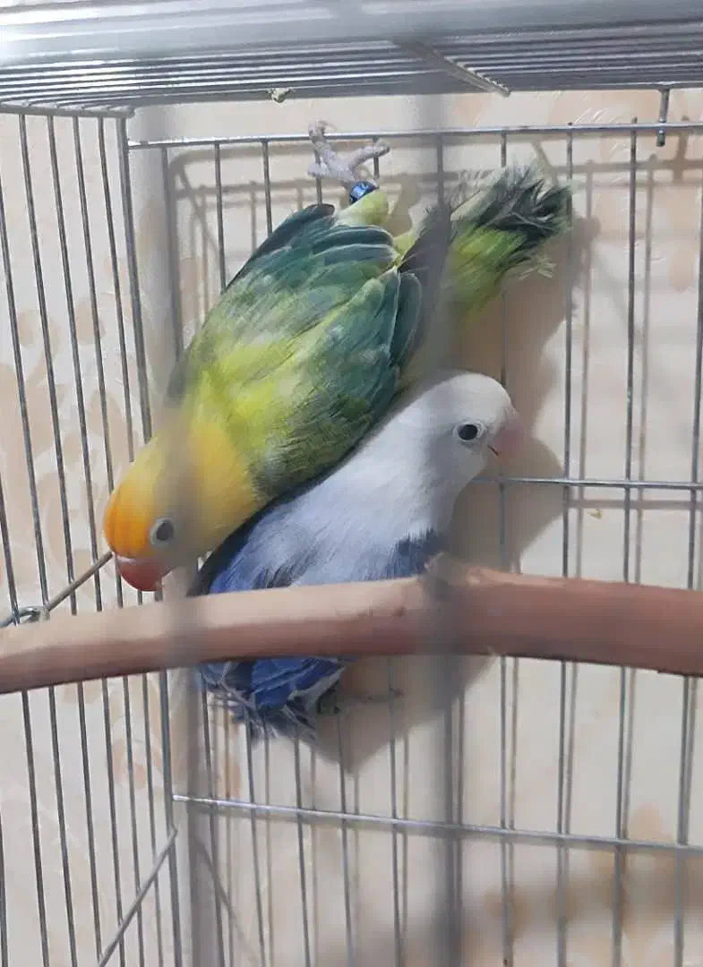 طوطی برزیلی|پرنده|زاهدان, |دیوار