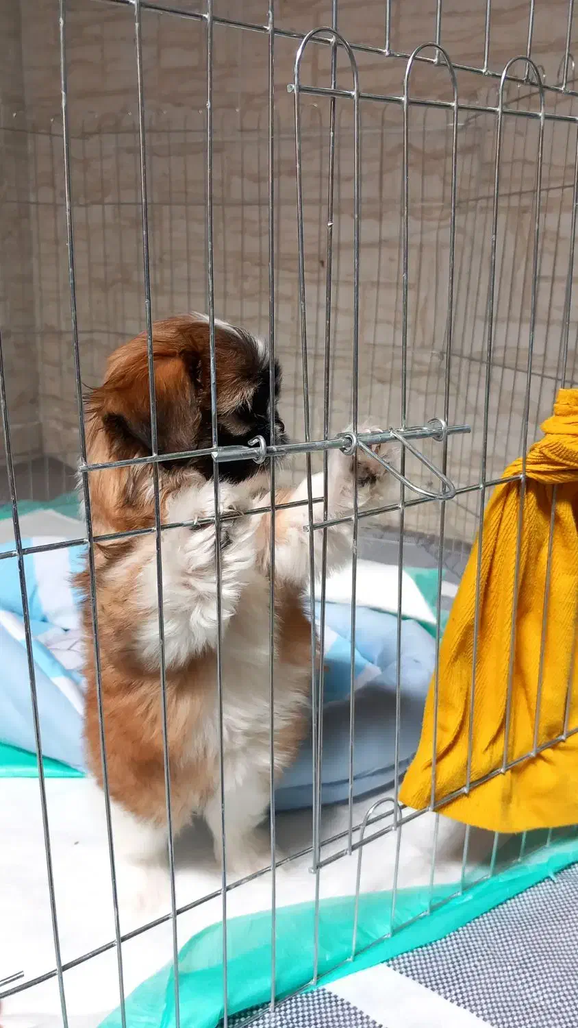 توله شیتزو مالتیز۳ماهه ماده|سگ|فسا, |دیوار