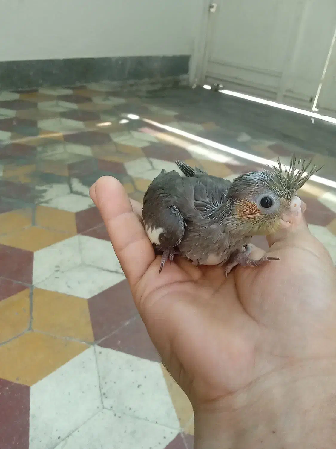 جوجه عروس هلندی سرلاکی|پرنده|شیراز, کوزه گری|دیوار