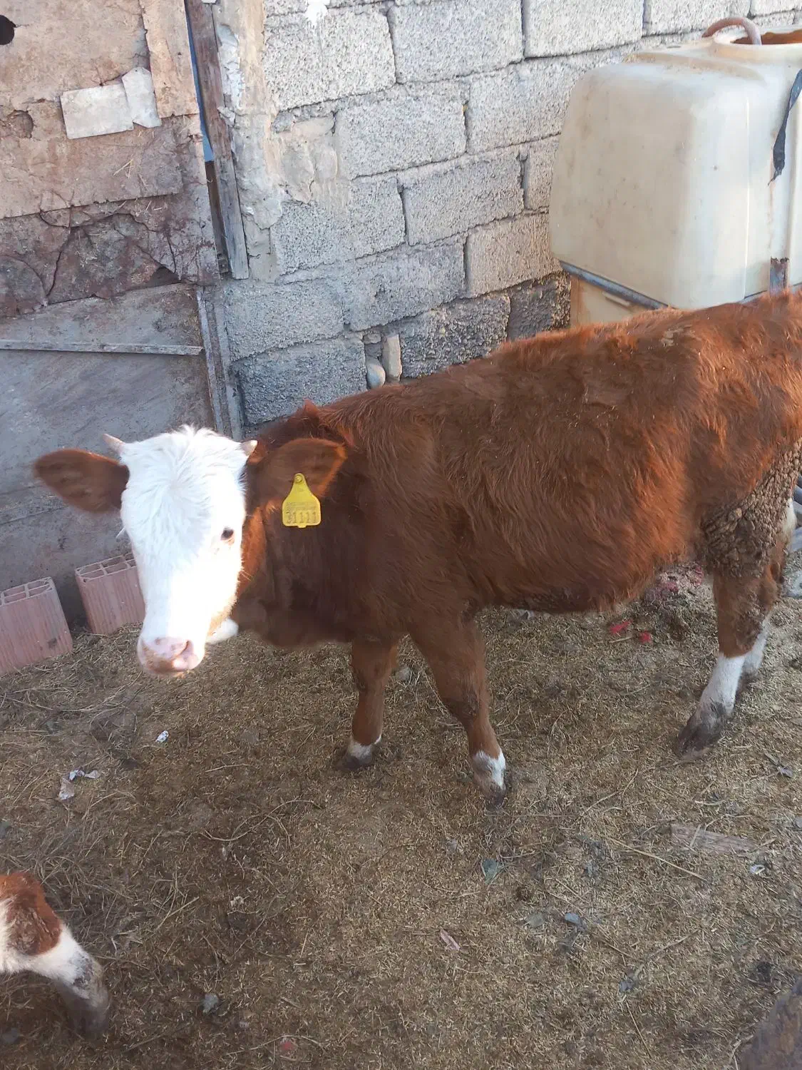 گوساله سیمینتال|حیوانات مزرعه|دلند, |دیوار