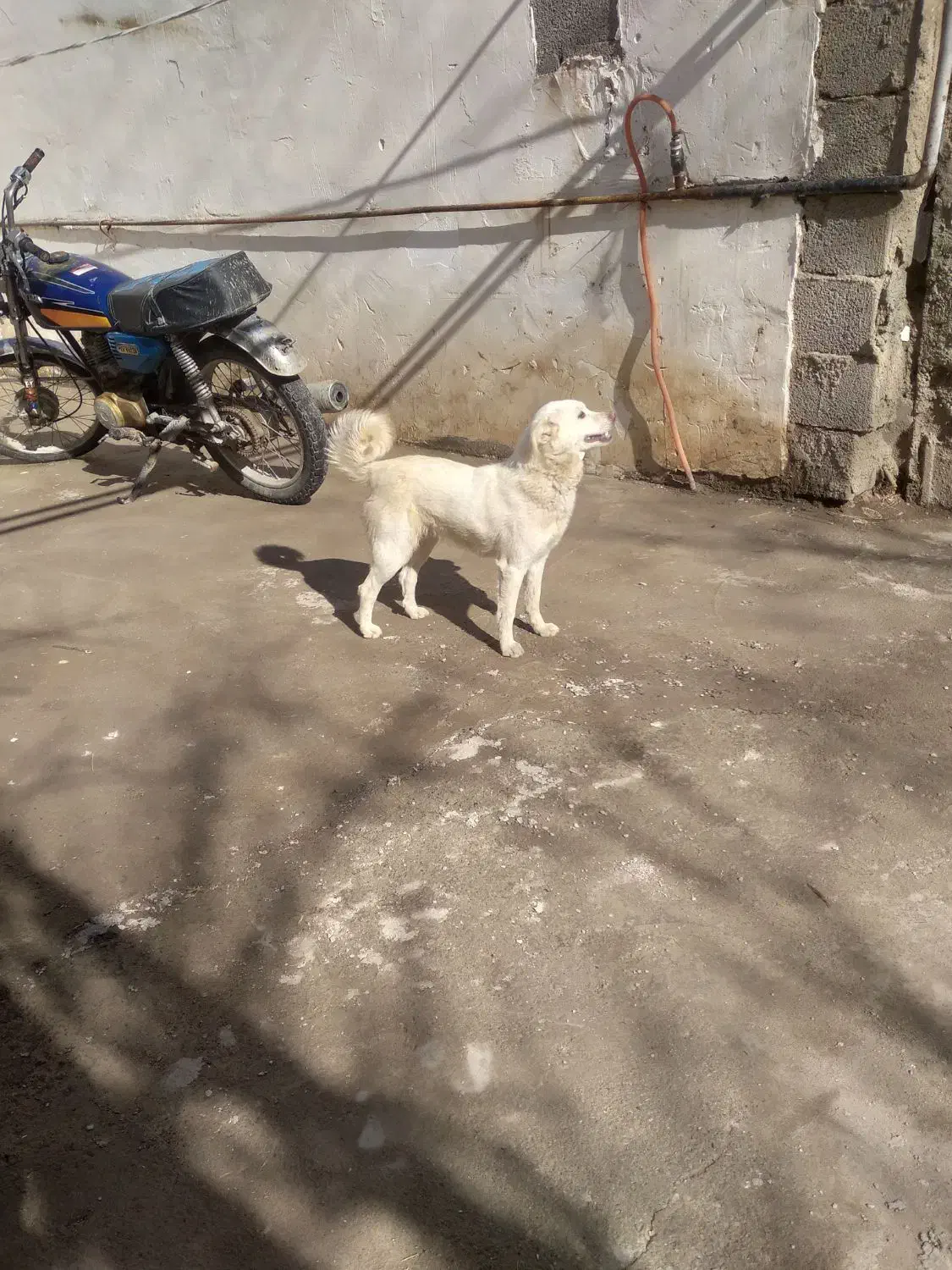 سگ پاکوتاه ماده|سگ|سراب, |دیوار