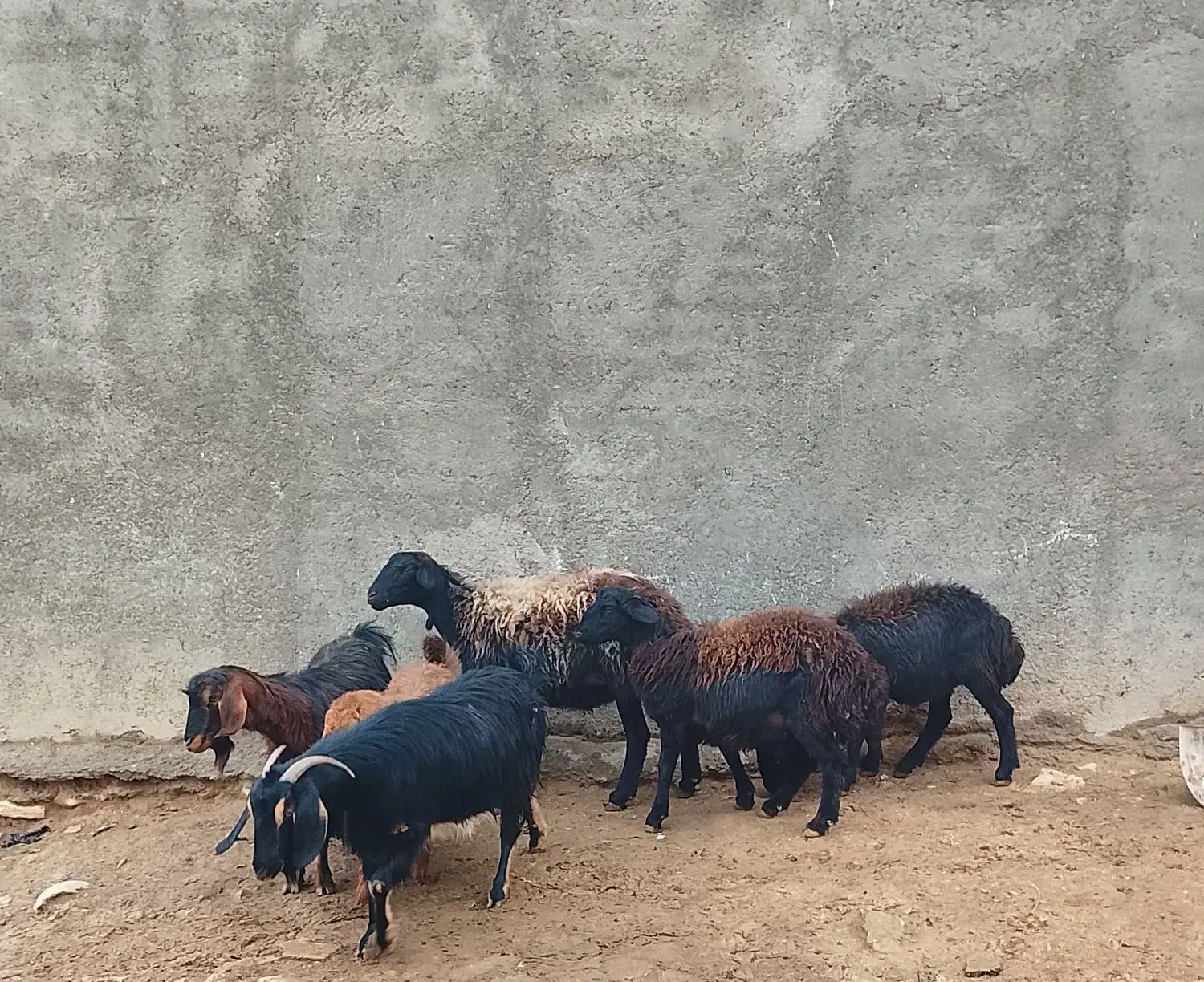 سه عدد گوسفند و سه عدد بز|حیوانات مزرعه|سجاس رود, |دیوار