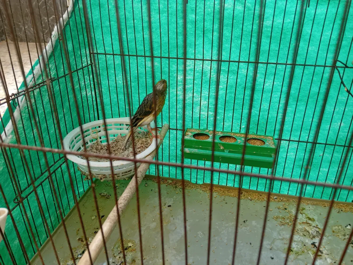 قناری ماده|پرنده|کبودرآهنگ, |دیوار