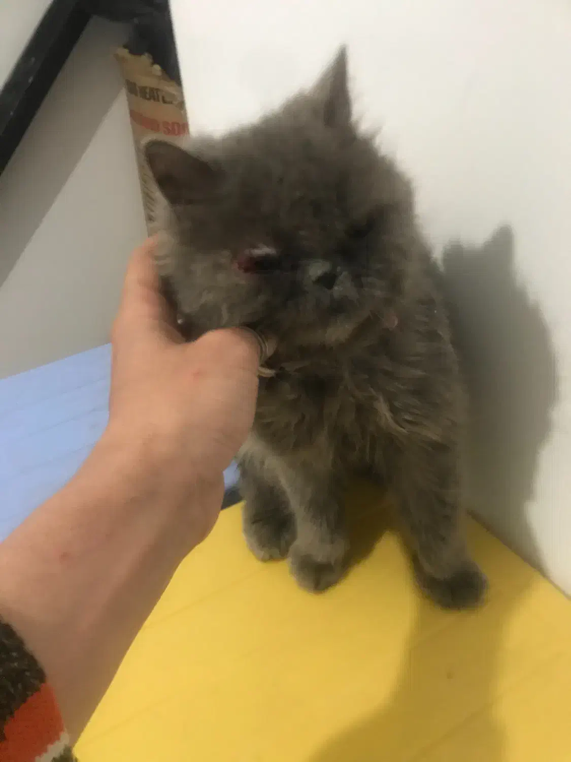 گربه پرشین ۳ تومن|گربه|تهران, گلستان (شهرک راه آهن)|دیوار