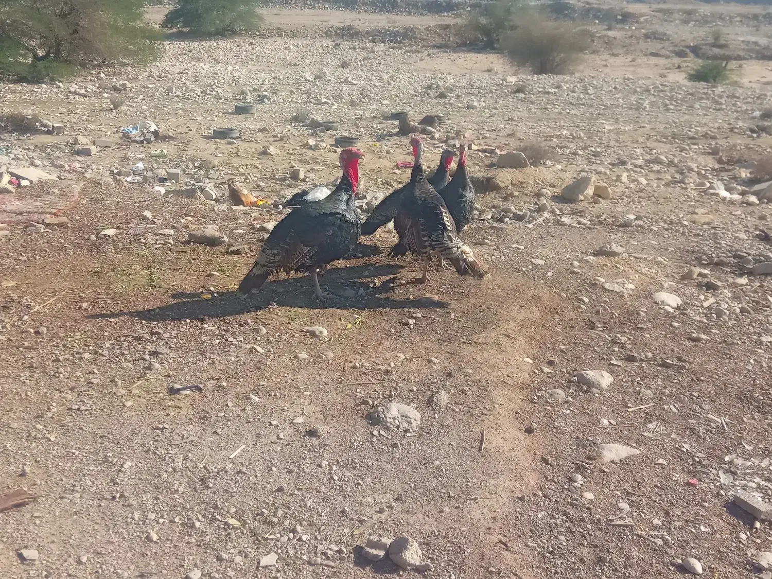 بوقلمون نر ماده جفتی ۴تومن|حیوانات مزرعه|خورموج, |دیوار