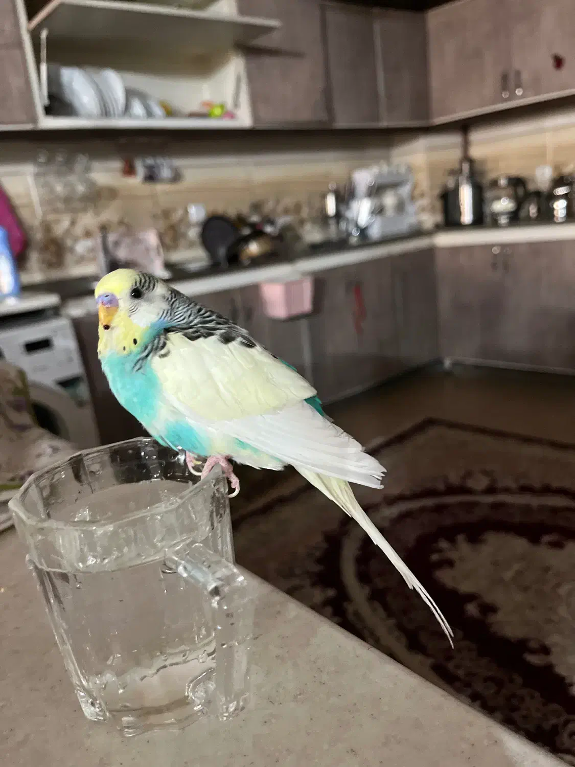 مرغ عشق|پرنده|نیشابور, شهرک اندیشه|دیوار