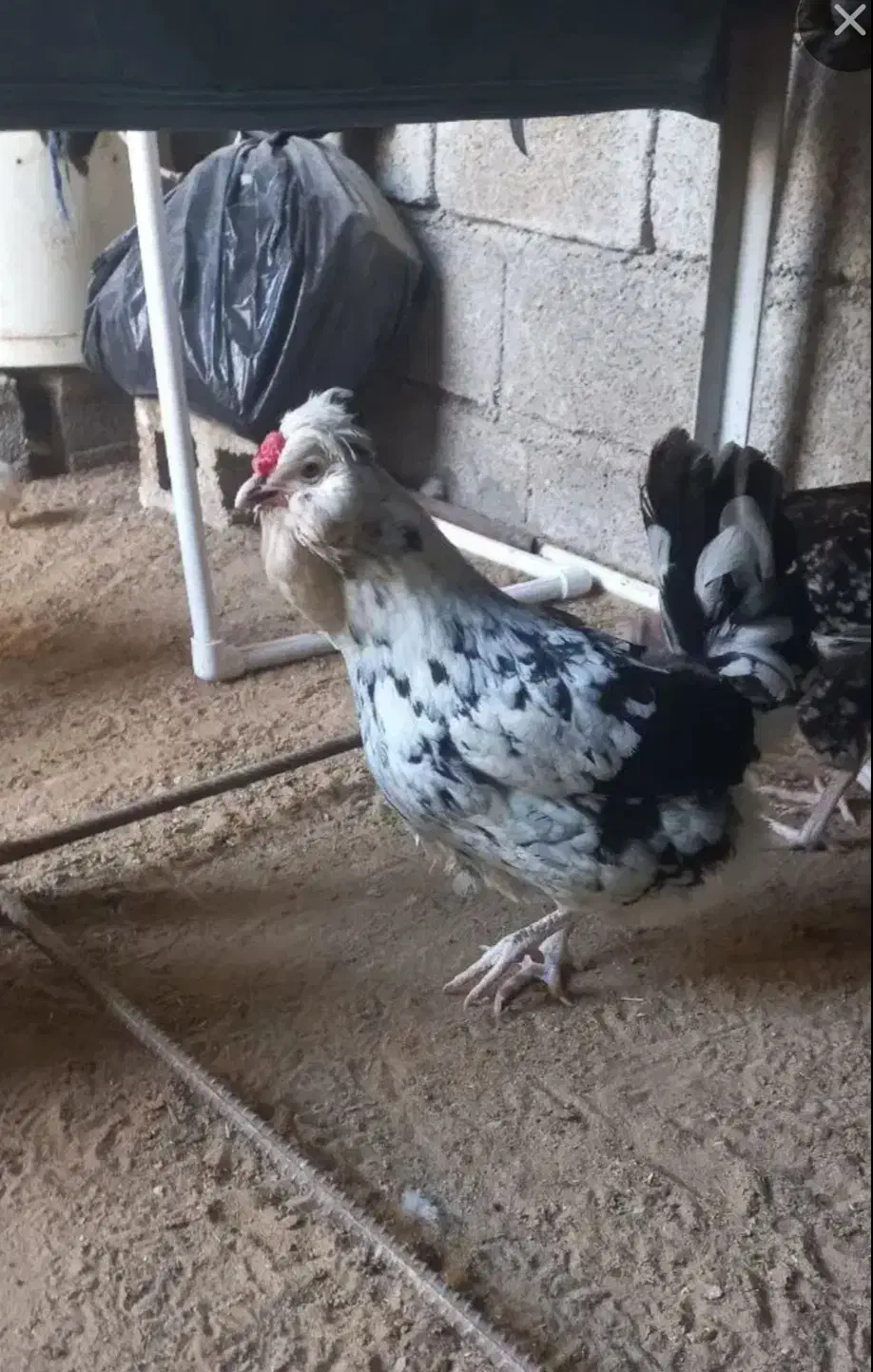 تخم مرغ گلین|حیوانات مزرعه|دلوار, |دیوار