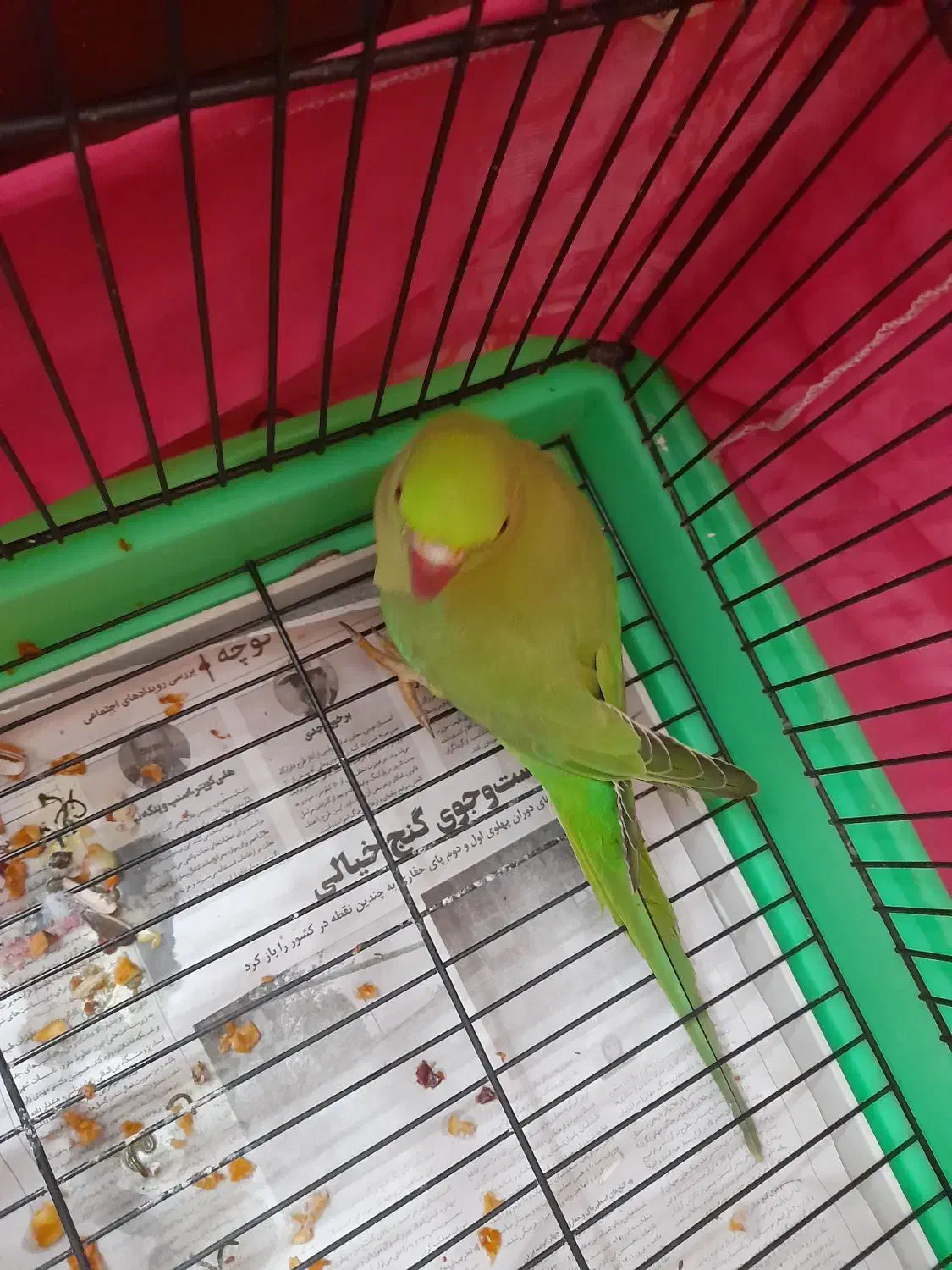 ملنگو جوان|پرنده|رشت, نیکمرام|دیوار