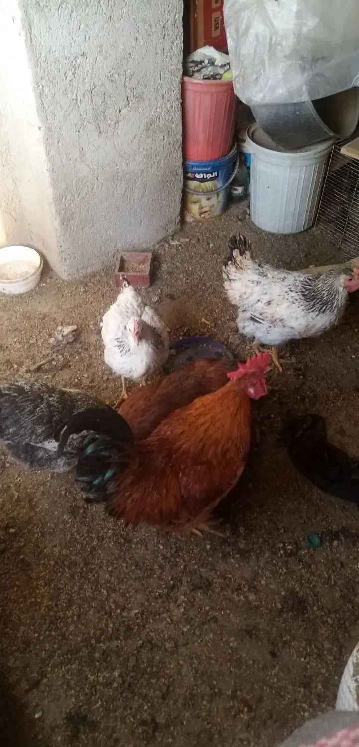 پنج عدد مرغ ویک خروس و3عدد جوجه لاری|پرنده|مشهد, رسالت|دیوار