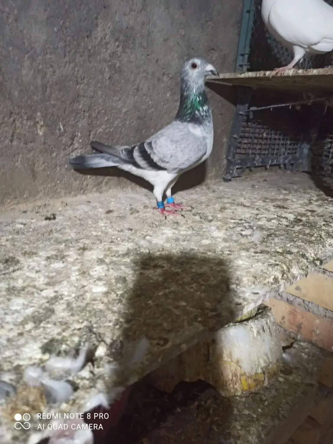 سوسک ماده|پرنده|نگین شهر, |دیوار