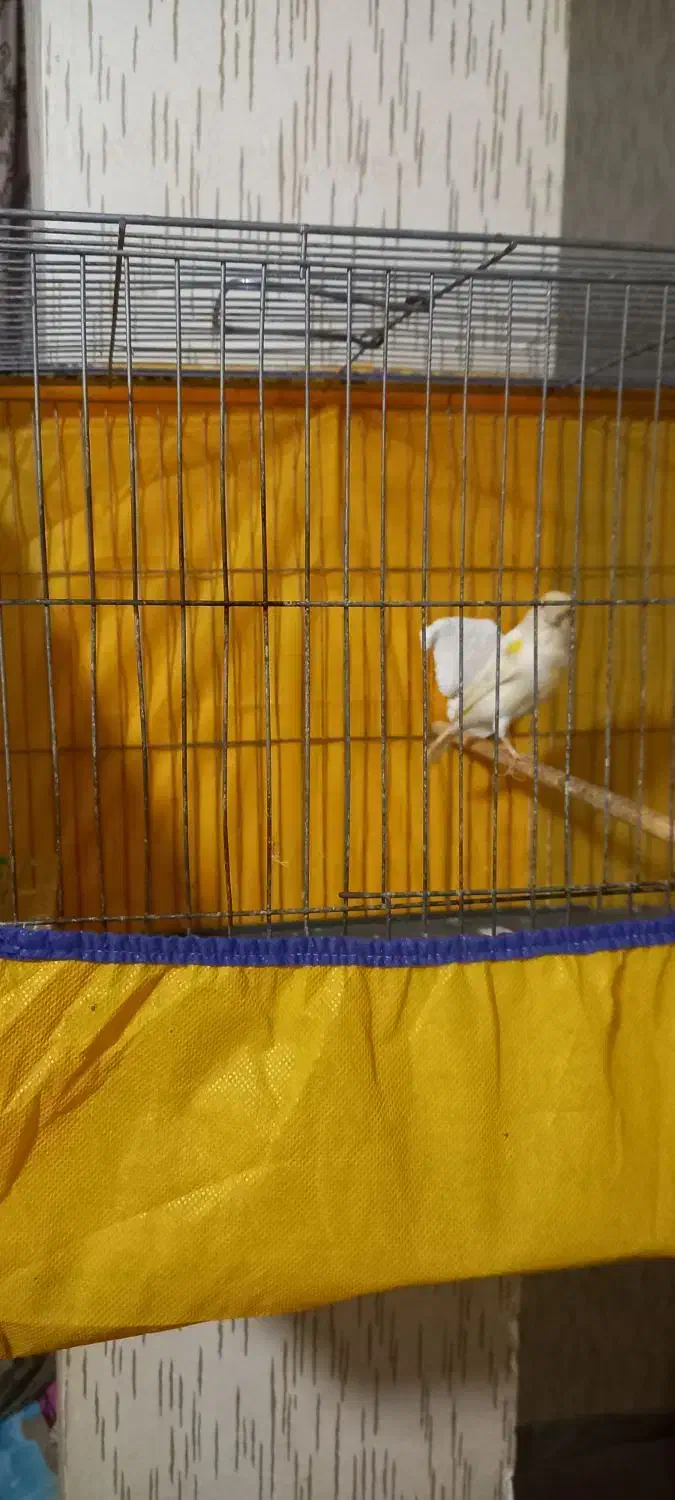 نر قرص بخون|پرنده|رزن, |دیوار