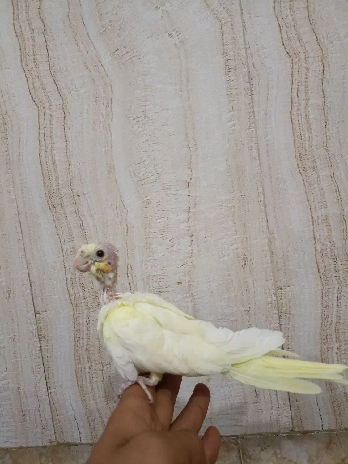 عروس هلندی دستی|پرنده|مرند, |دیوار