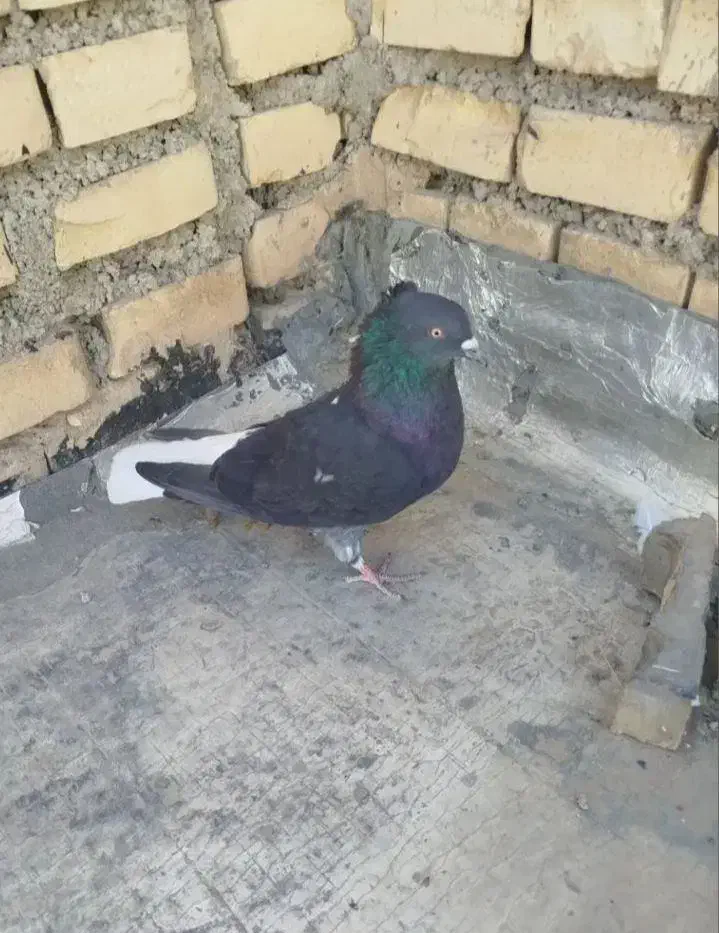 زاغ|پرنده|خانمیرزا, |دیوار