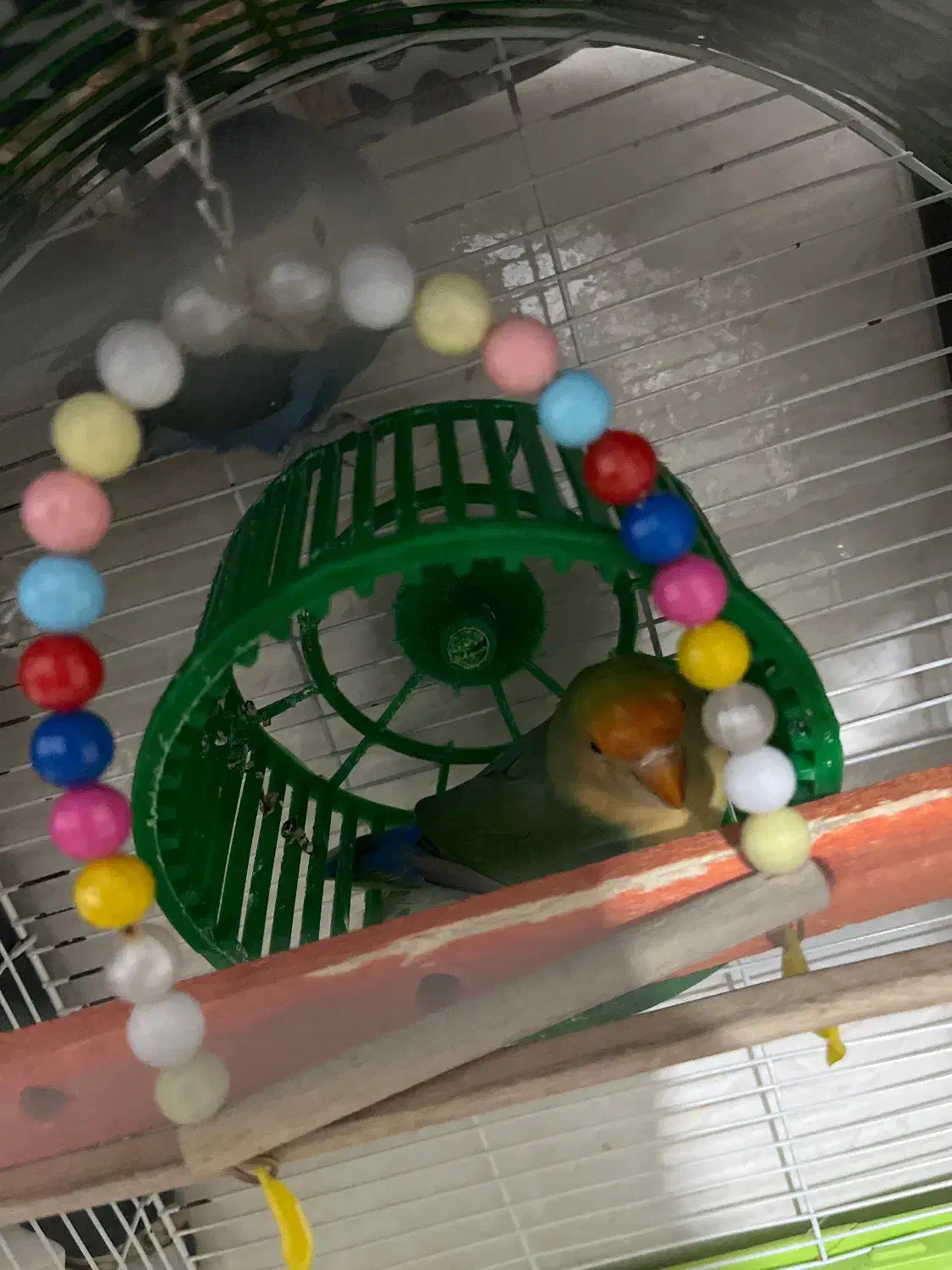 طوطی برزیلی|پرنده|ارومیه, |دیوار