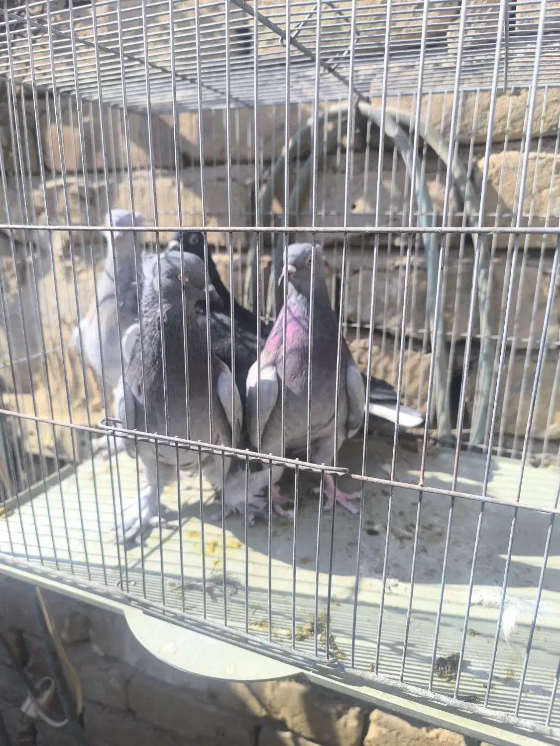 تعدادی کبوتر|پرنده|کاشان, پشت شهربانی|دیوار