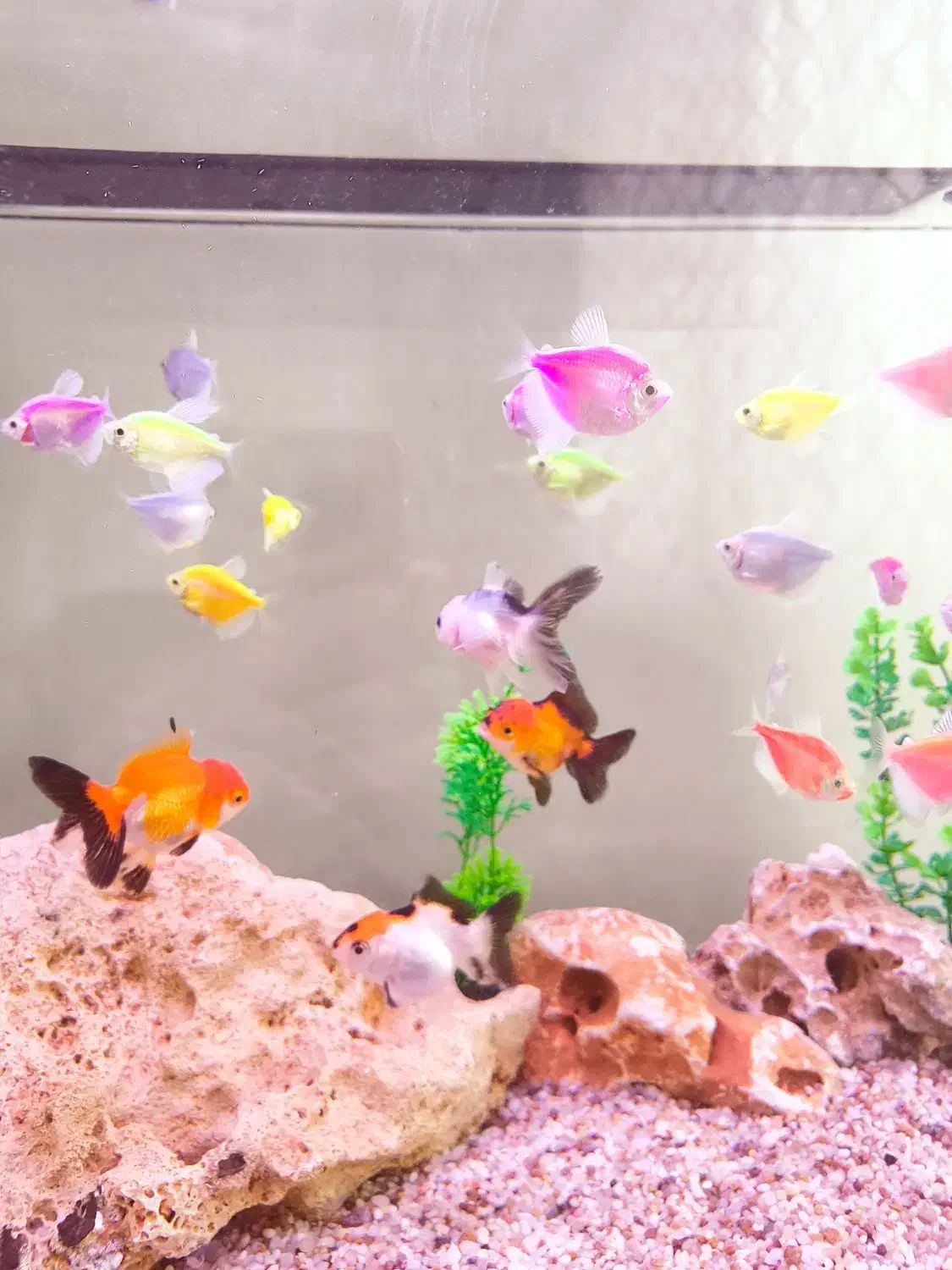 ماهی کالر بزرگ|ماهی|قم, انسجام|دیوار