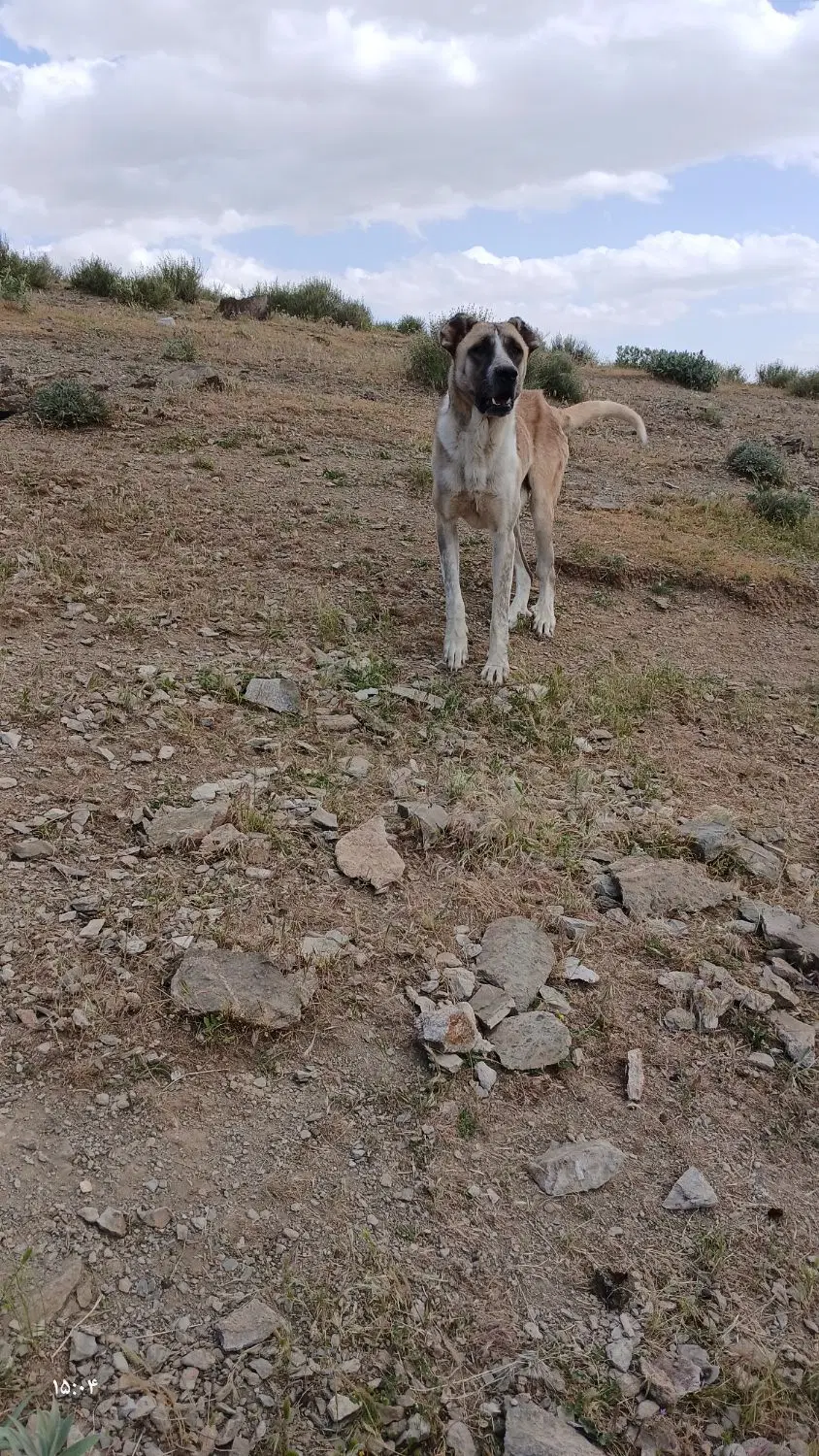 سگ سرآبی|سگ|شیروان (لرستان), |دیوار