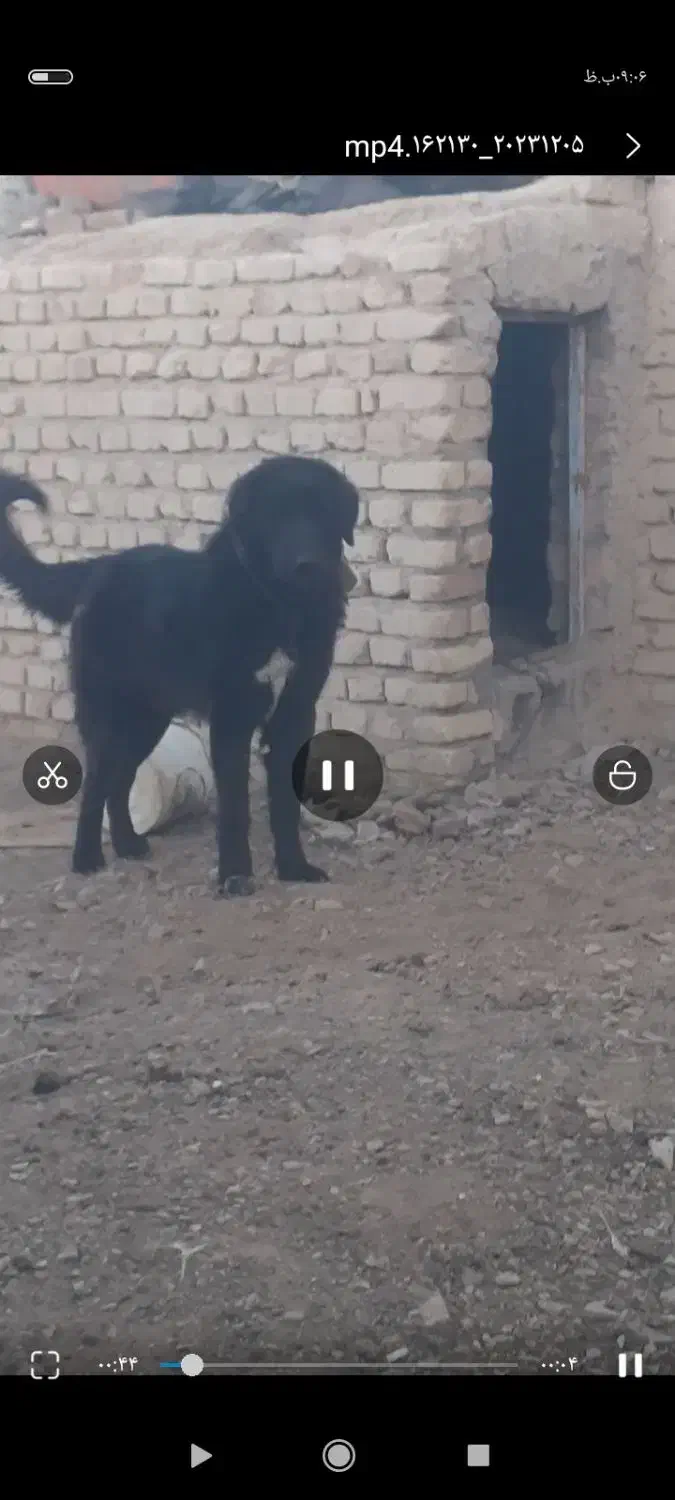 یک عدد سگ|حیوانات|بردسیر, |دیوار