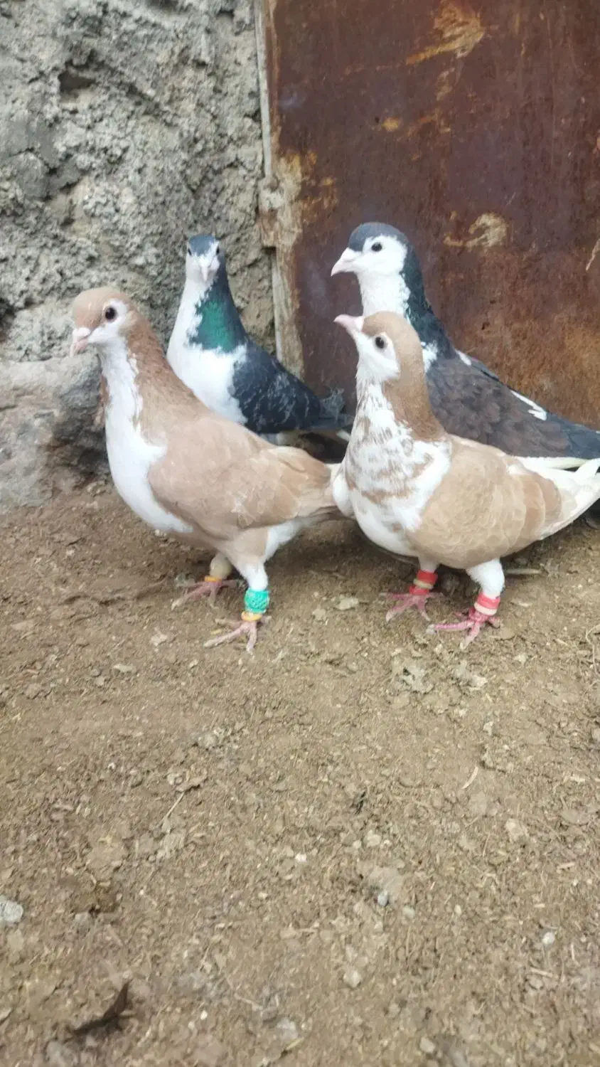 کبوتر بوم|پرنده|مشهد, سمزقند|دیوار