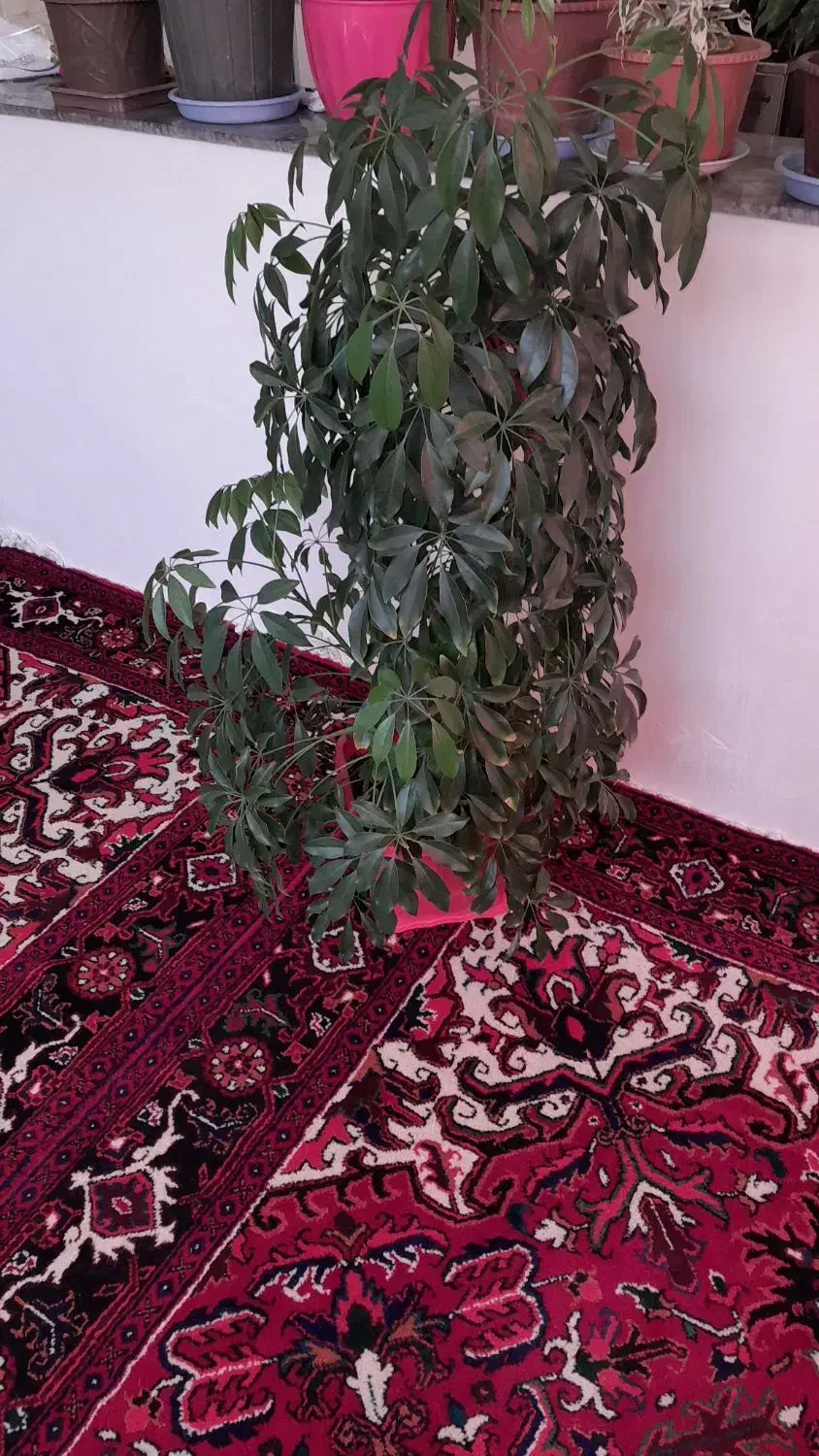 گل طبیعی شفلرا|گل و گیاه طبیعی|سهند, |دیوار