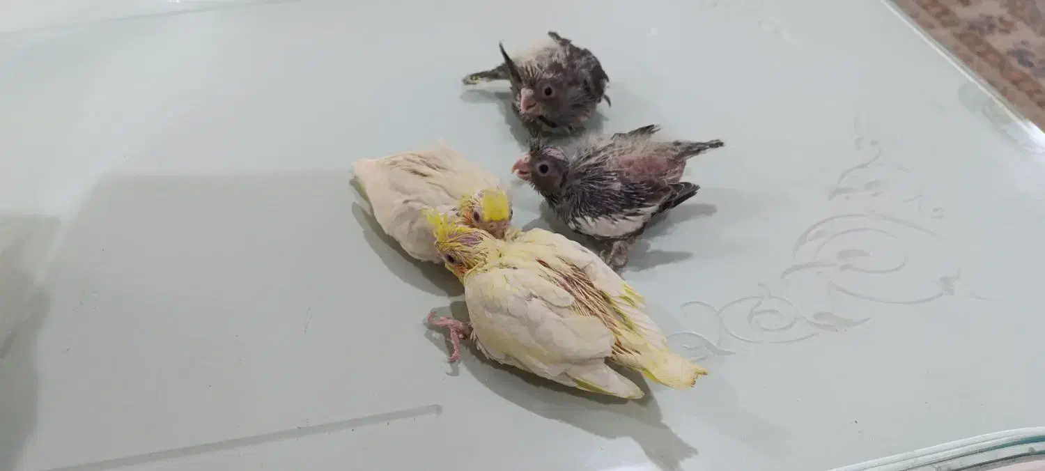 چهار عدد جوجه عروس هلندی|پرنده|مشهد, ایثار|دیوار