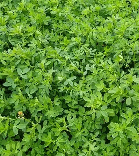 یونجه|لوازم جانبی حیوانات|نهاوند, |دیوار