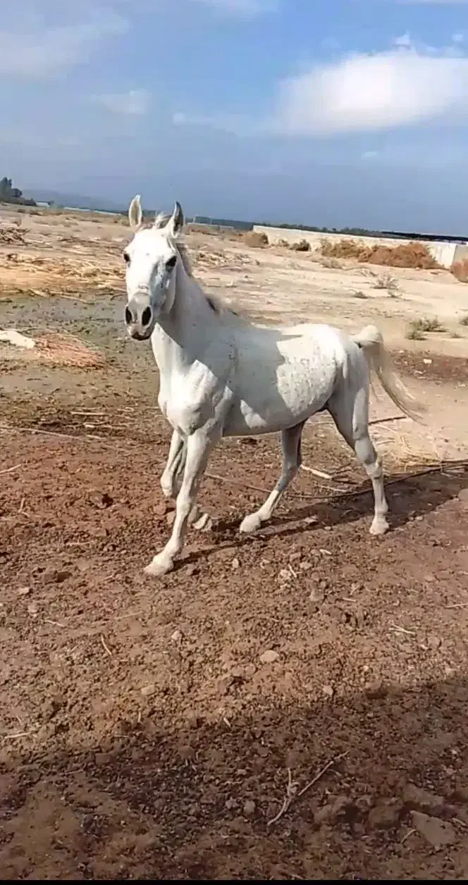 فروشی|اسب و تجهیزات اسب‌سواری|جیرفت, |دیوار